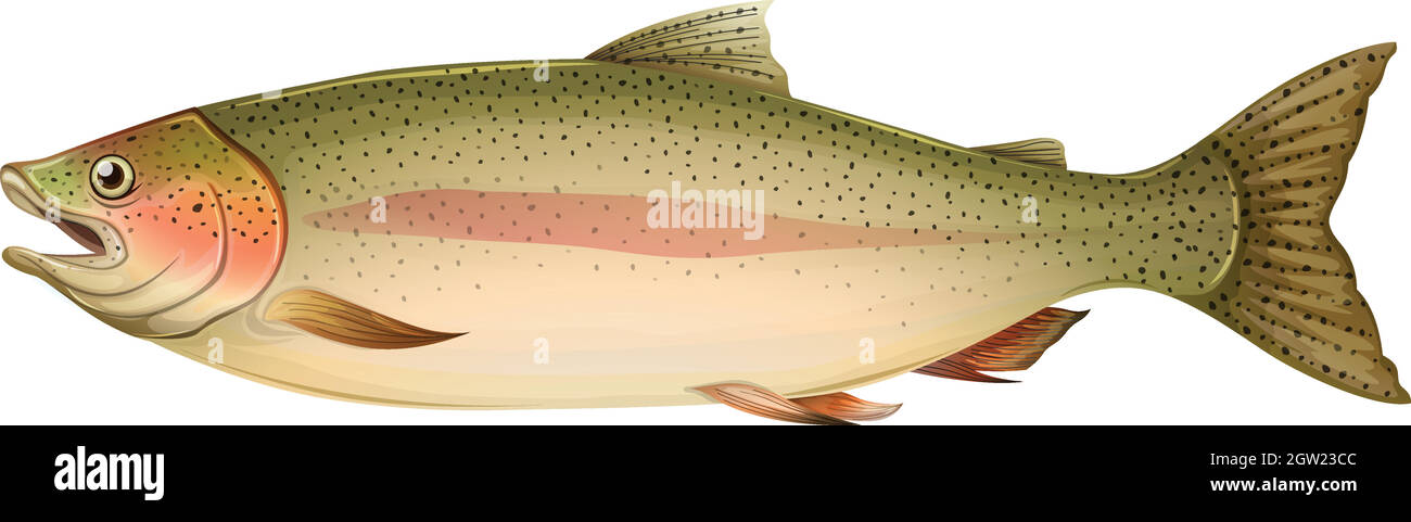 Brown trout Stock Vector