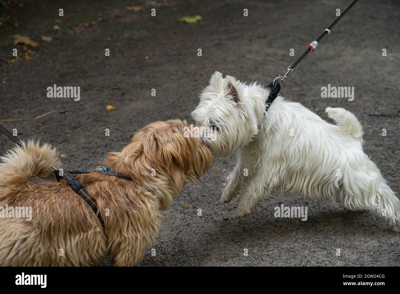 Two Dogs Sniff Each Other While Walking Stock Photo Alamy