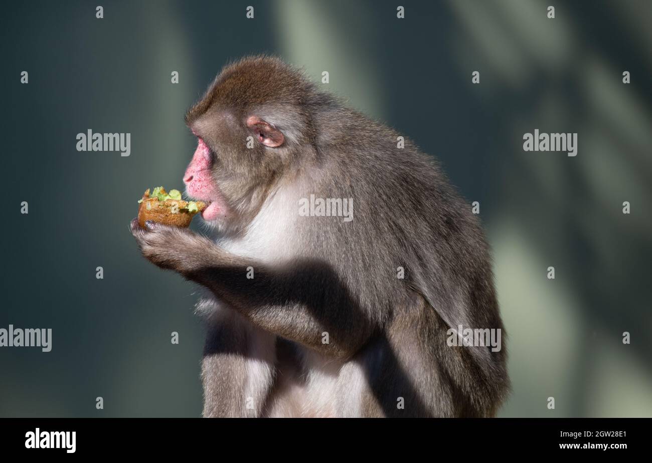 Monkey Eating Kiwi Fruit Stock Photo Alamy