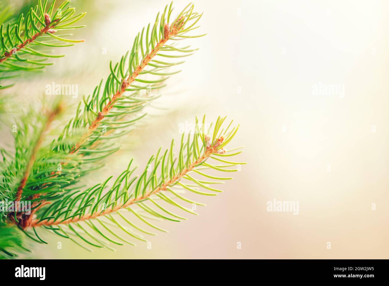 Beautiful Natural Spring Tree Background. Light Green Pine Tree