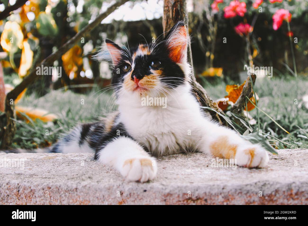 Anak Kucing by sharulnizam@gmail.com Stock Photo - Alamy