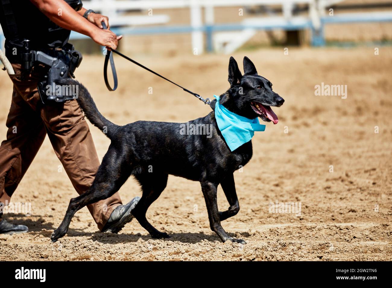 Law enforcement officer walking a trained police dog preparing to