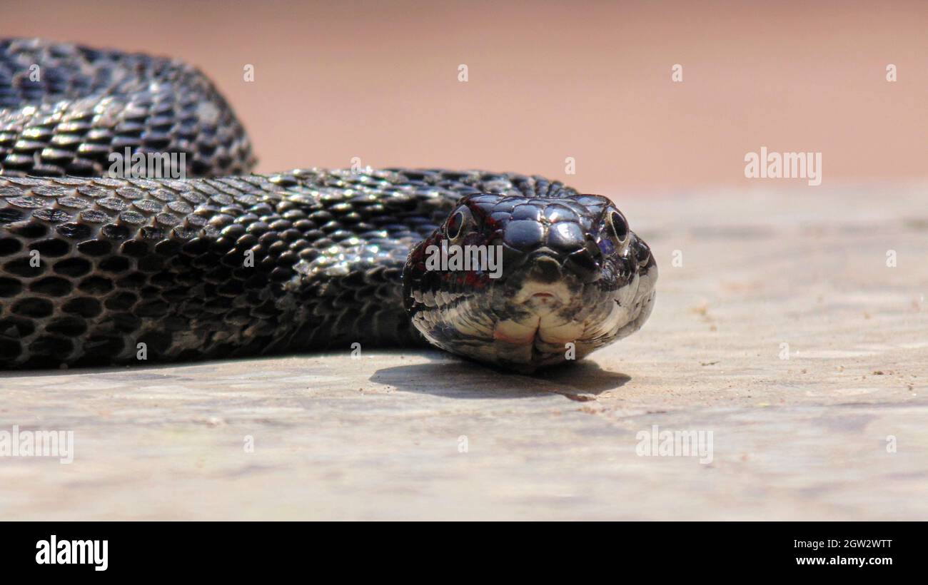 Closeup Of Black King Cobra On Land Stock Photo Alamy