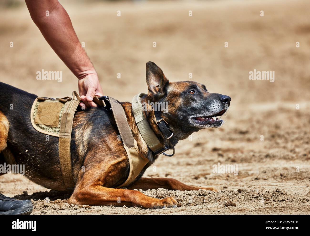 Trained Police Dog in a ready position waiting for the command to