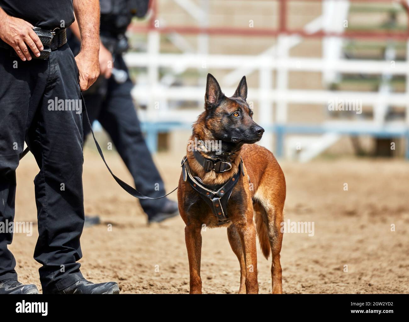 what are the german commands for police dogs