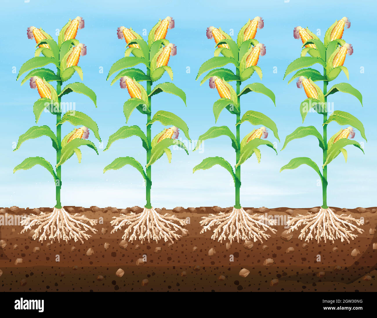 Corn planting on the ground Stock Vector