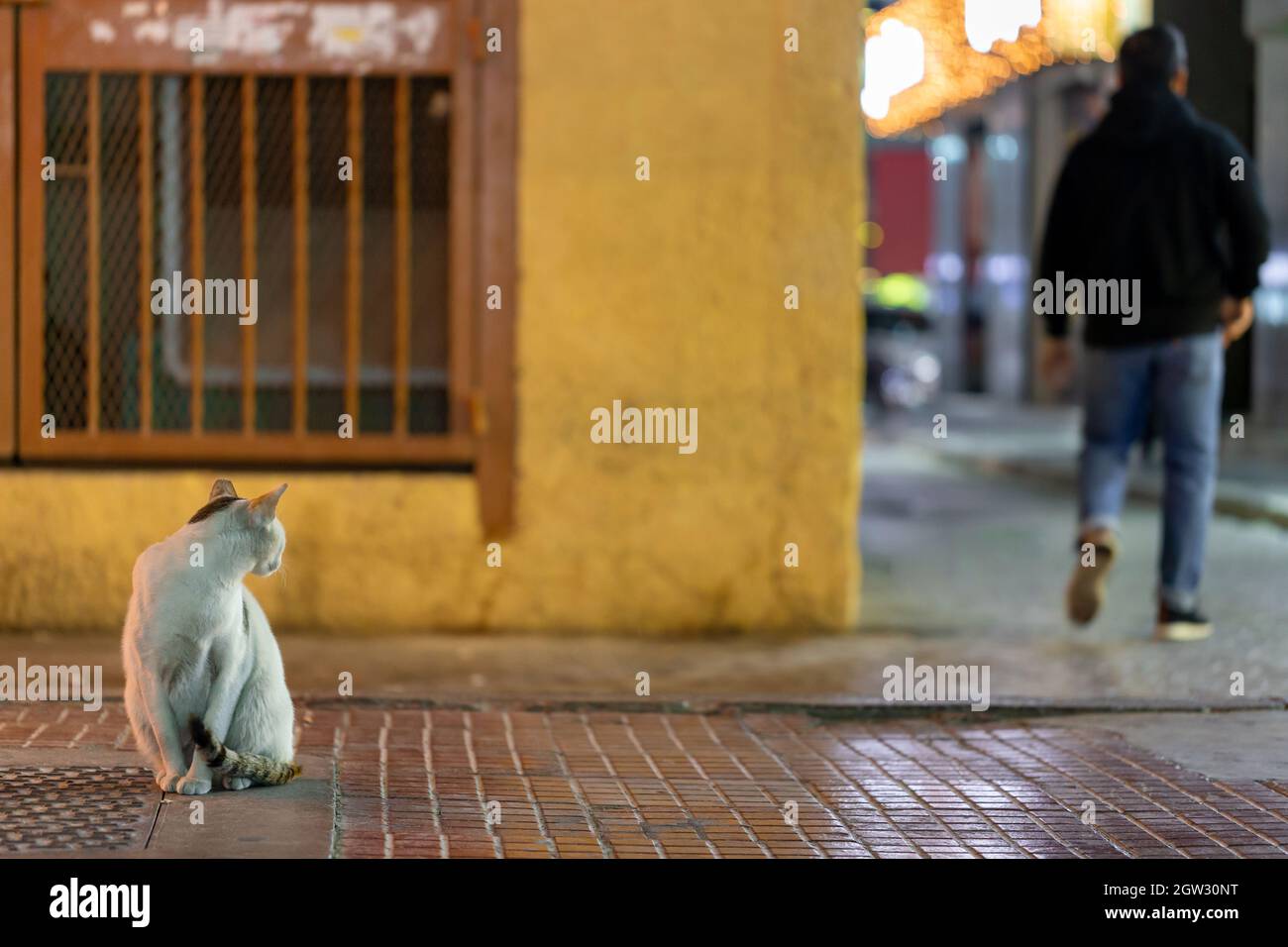 Abu dhabi cat hires stock photography and images Alamy