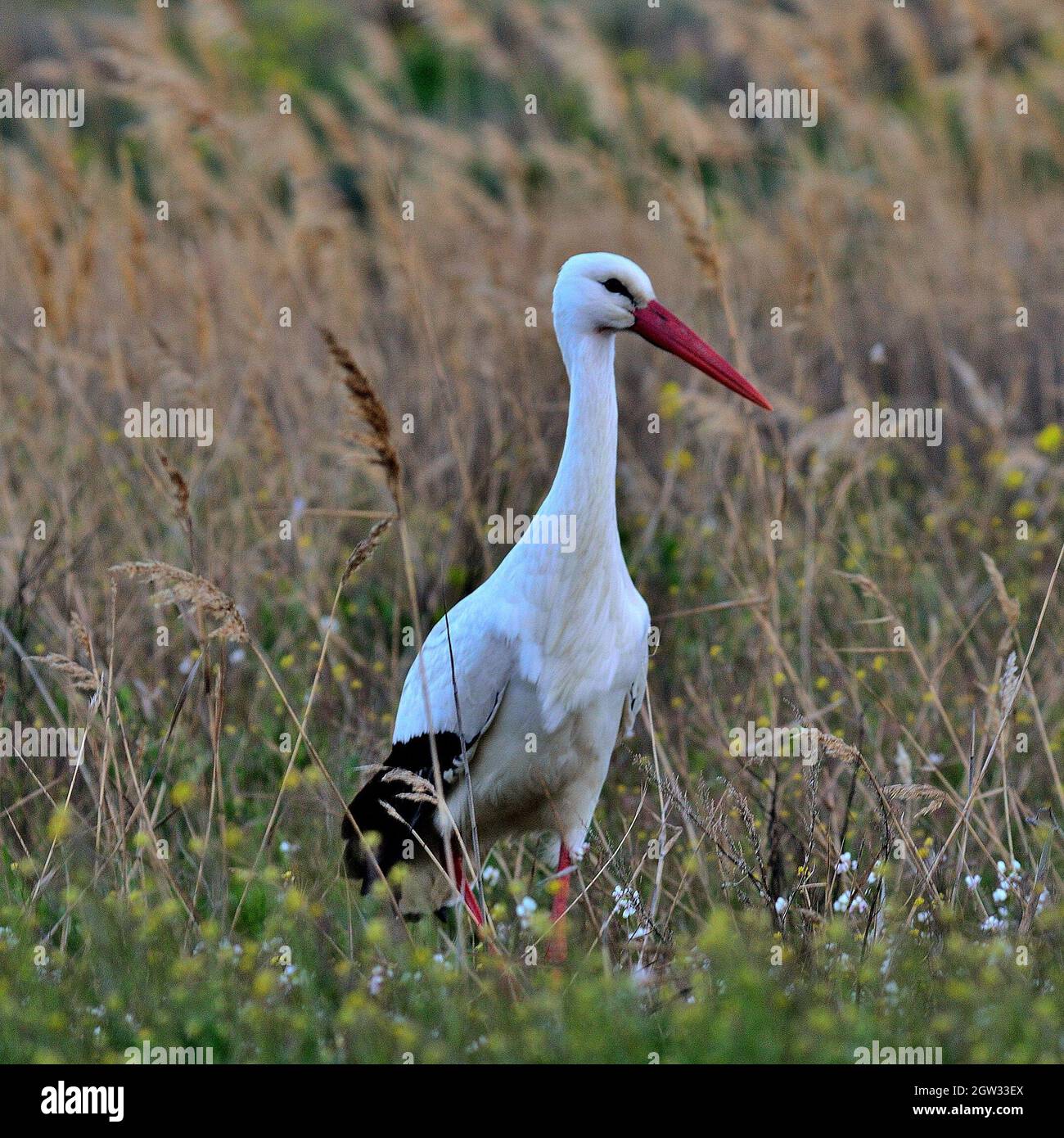 White Bird Perching On A Field Stock Photo