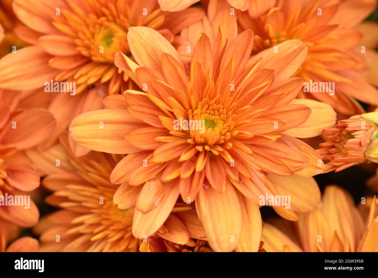 Orange chrysanthemum hi-res stock photography and images - Alamy