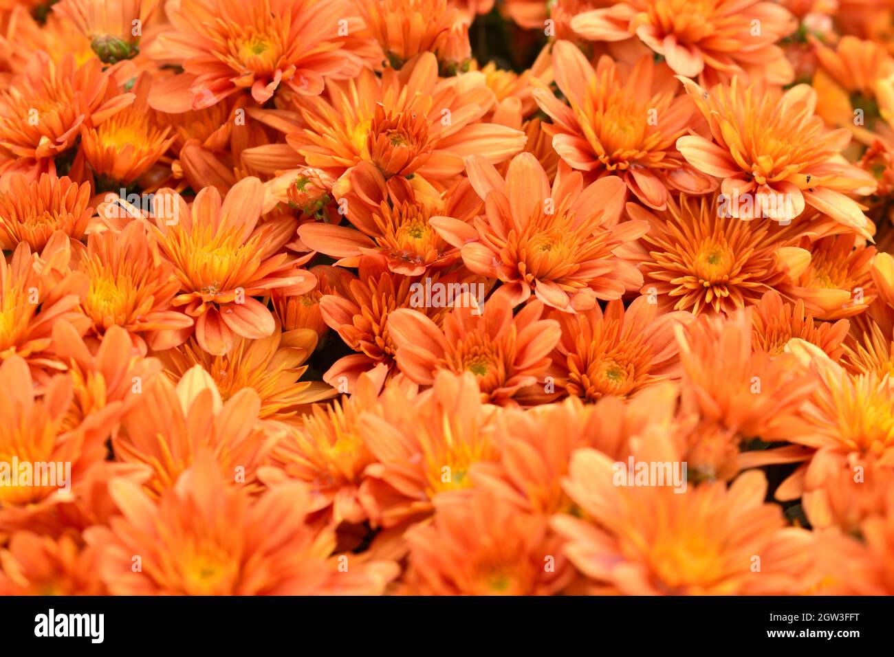 Chrysanthemum orange hi-res stock photography and images - Alamy