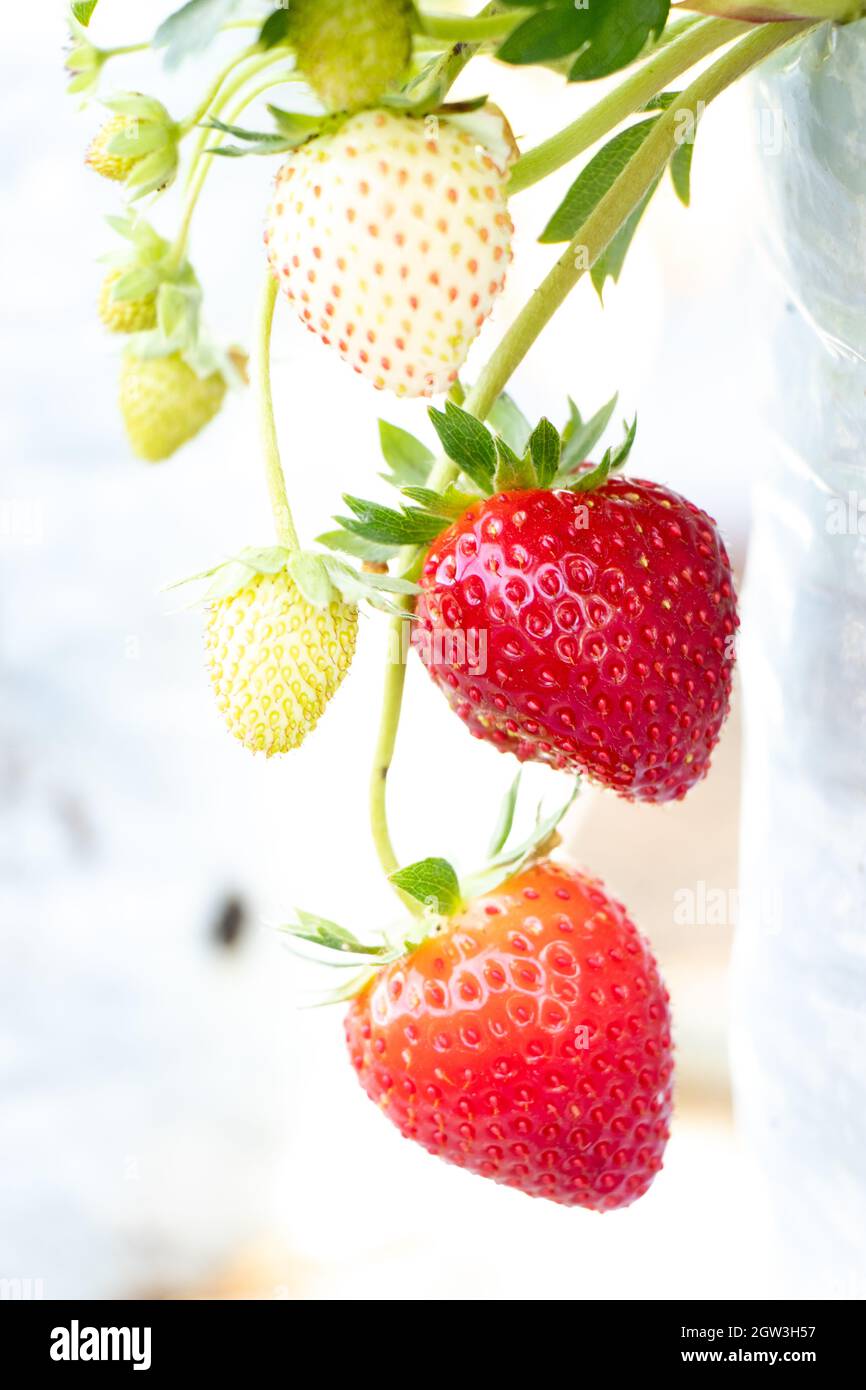 Closed up of red strawberry fruit background Stock Photo - Alamy