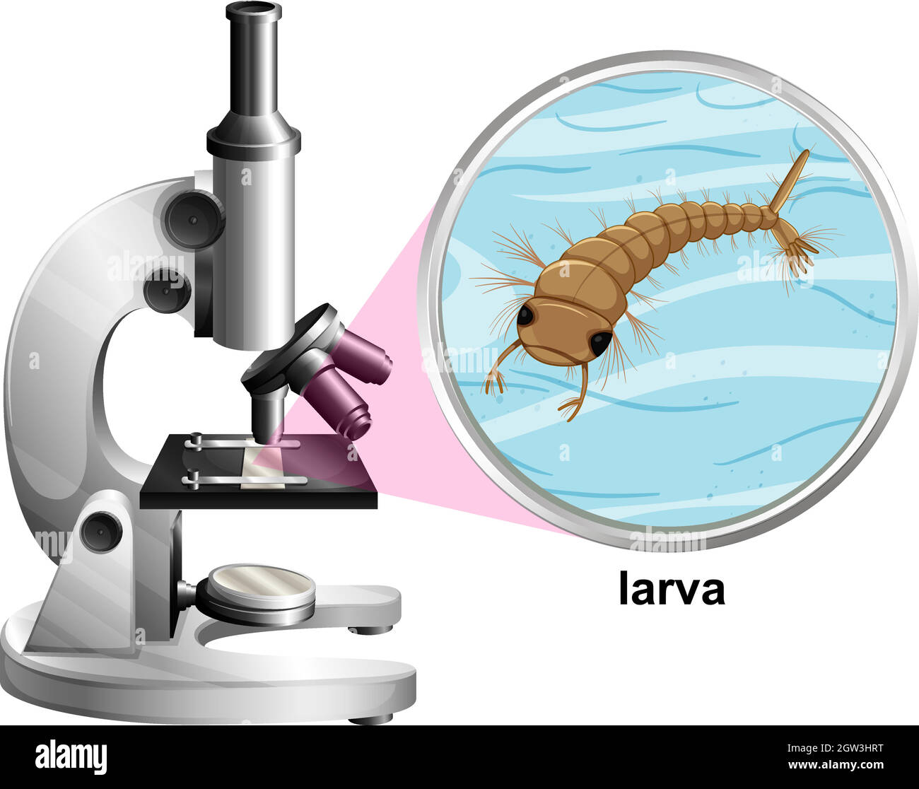 Microscope with larva mosquito on white background Stock Vector