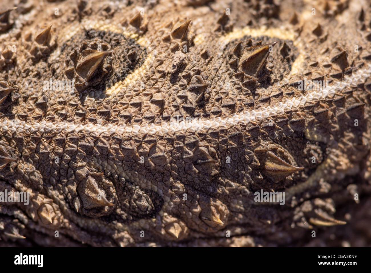 Texas Horned lizard, New Mexico, USA Stock Photo Alamy
