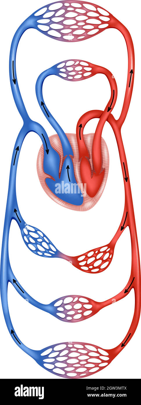 Human blood circulation Stock Vector Images - Alamy