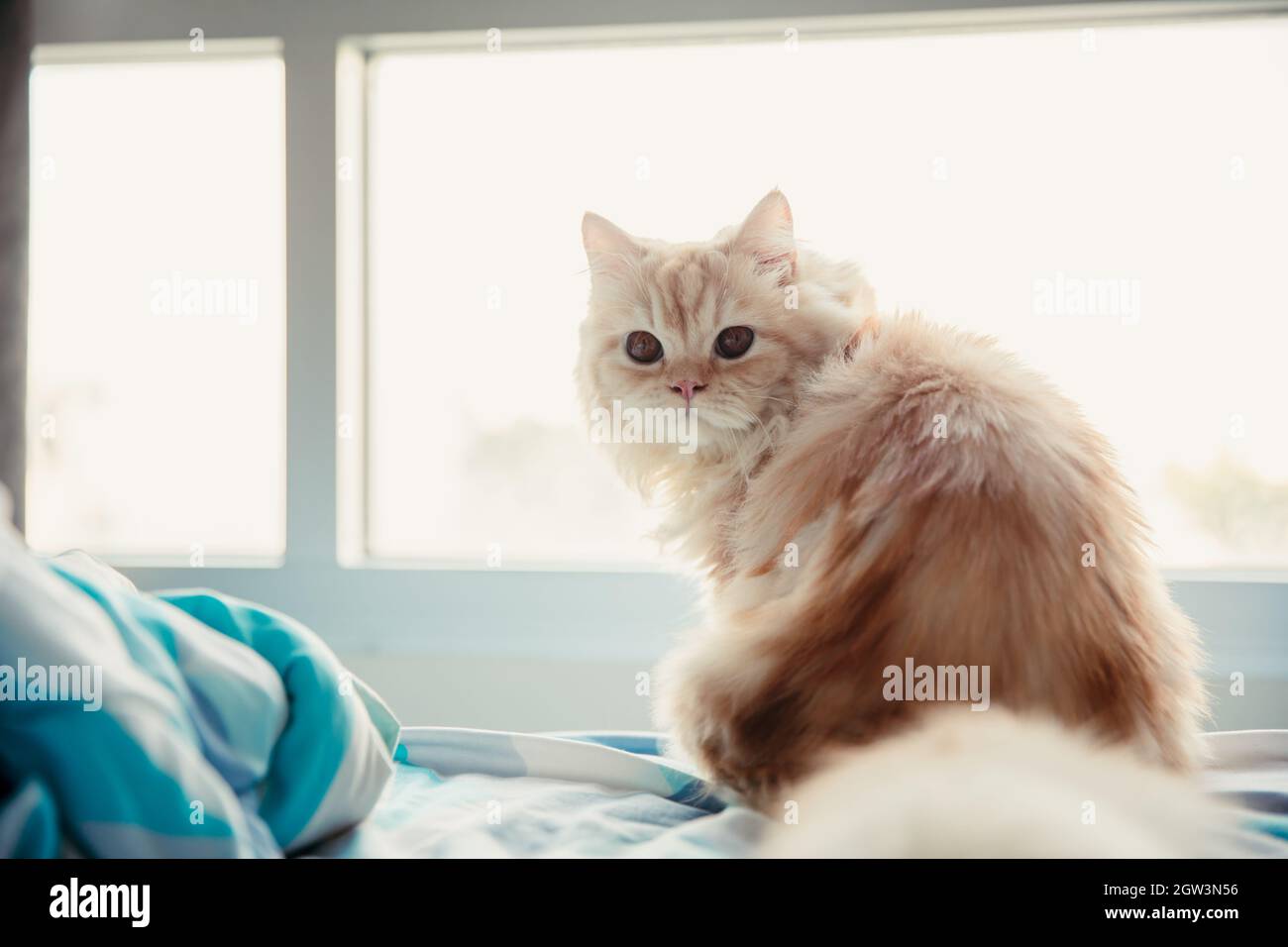 Doll face persian cat hi-res stock photography and images - Alamy