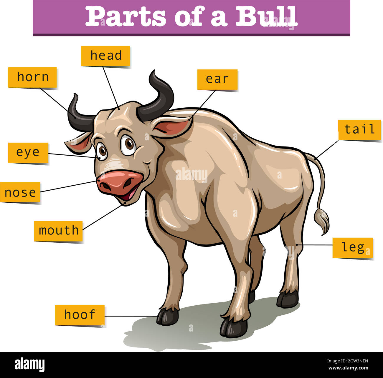 Diagram showing parts of bull Stock Vector