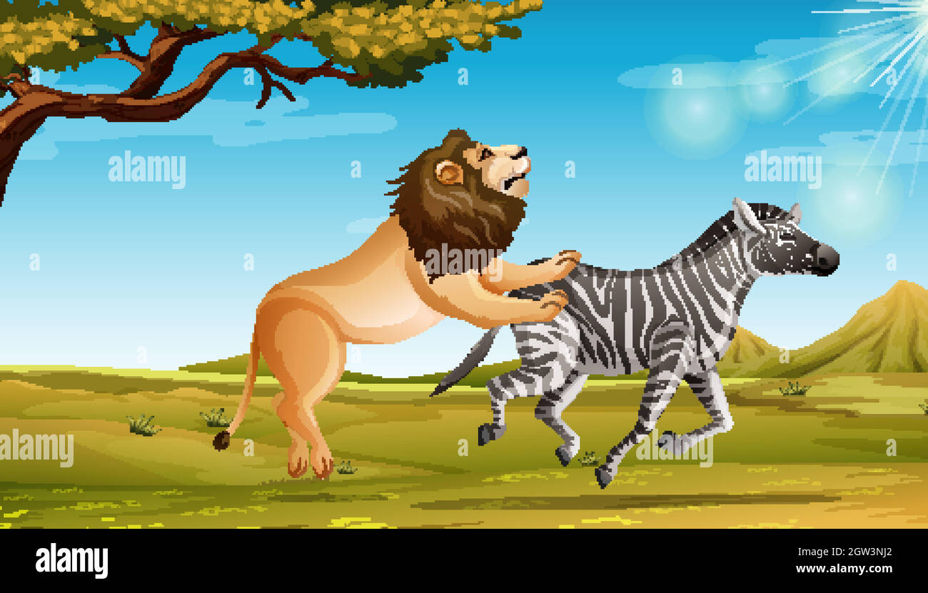 Wild lion hunting zebra in the savannah field Stock Vector