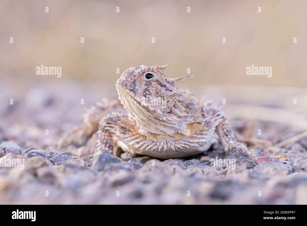Texas Horned lizard, New Mexico, USA Stock Photo Alamy