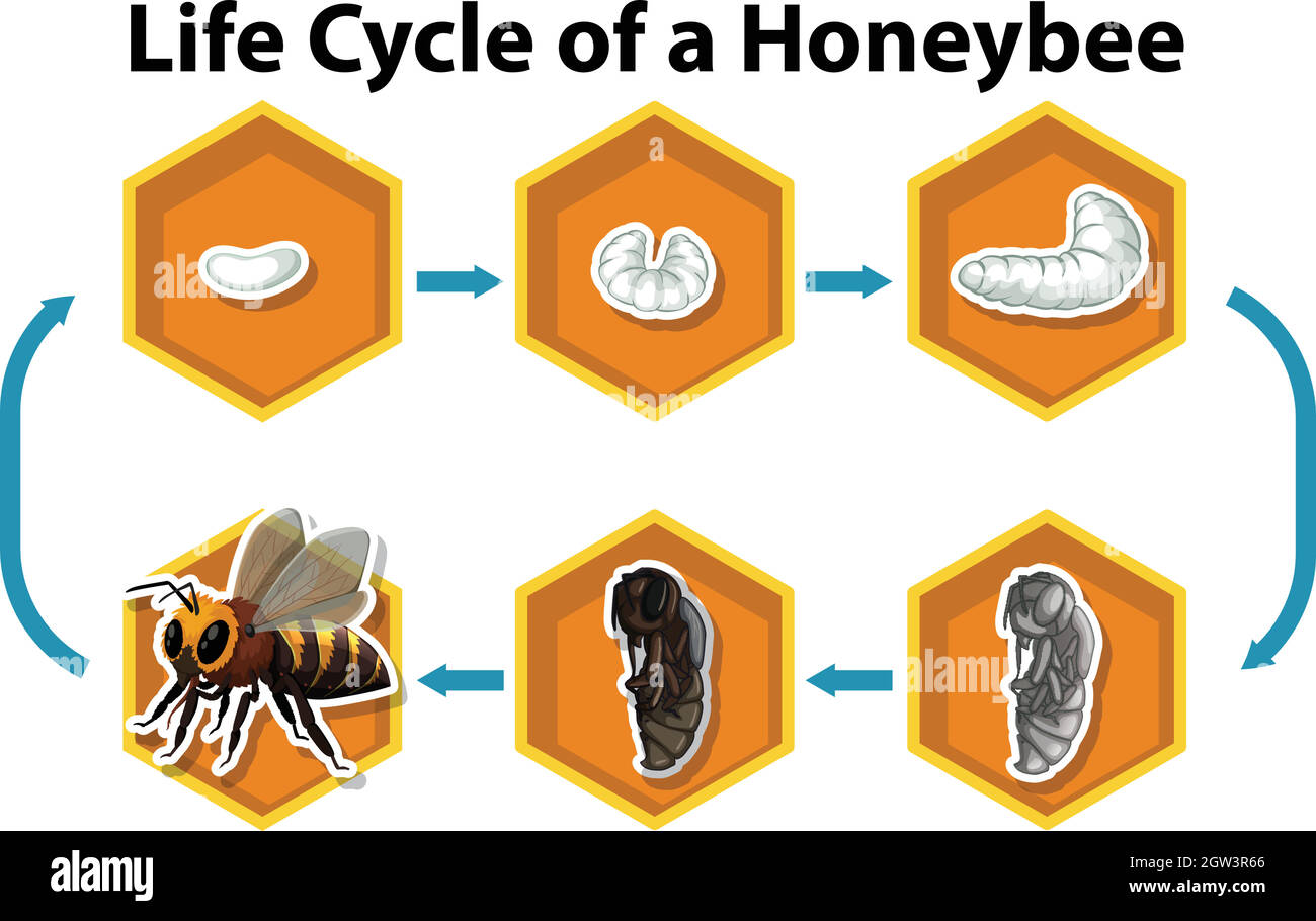Life cycle of a honeybee Stock Vector