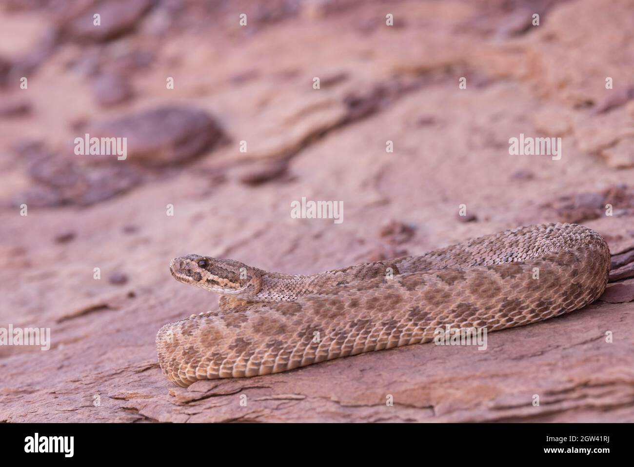 Grand Canyon Rattlesnake, Marble Canyon, Coconino county, Arizona, USA