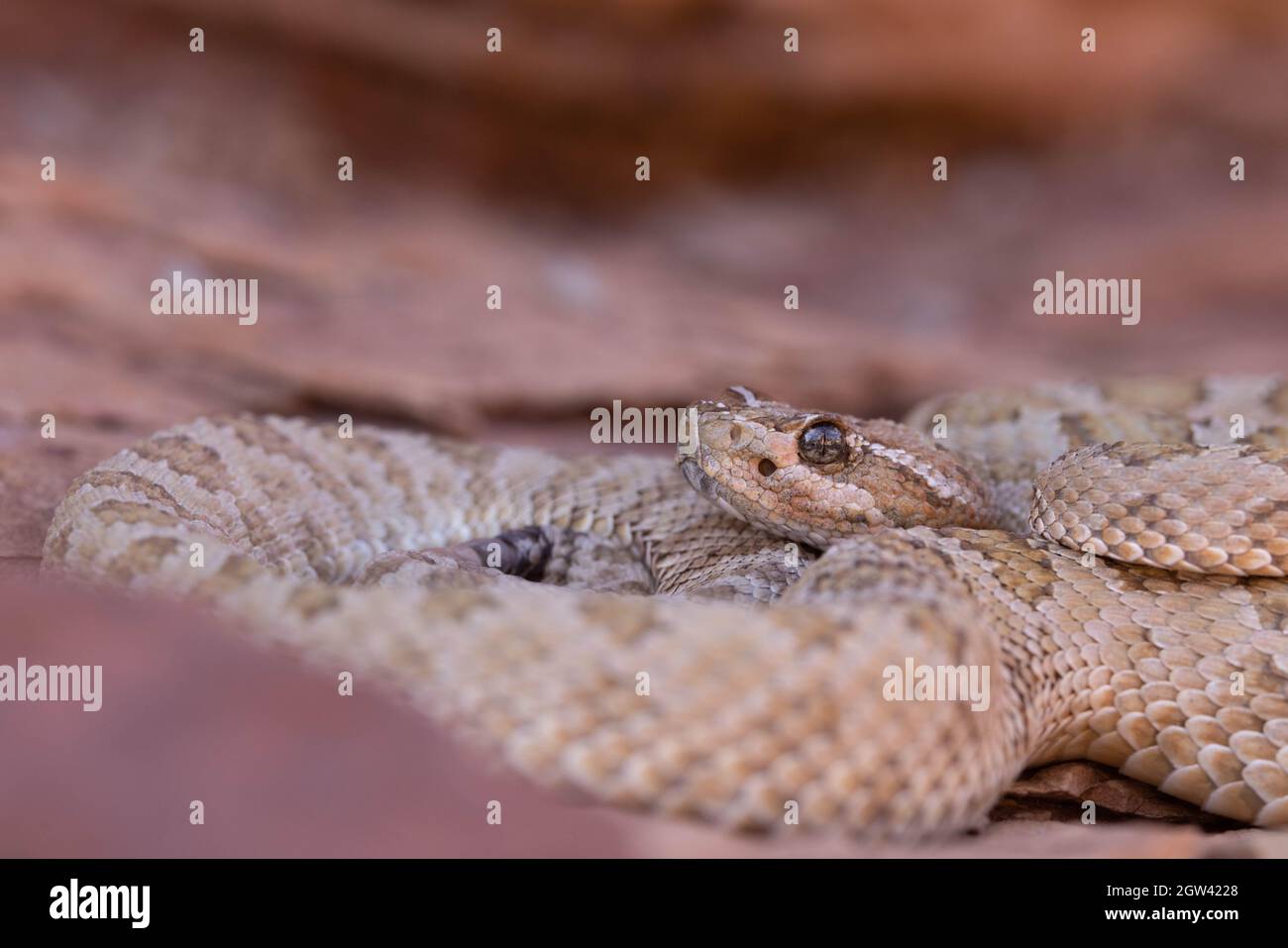 Grand Canyon Rattlesnake, Marble Canyon, Coconino county, Arizona, USA