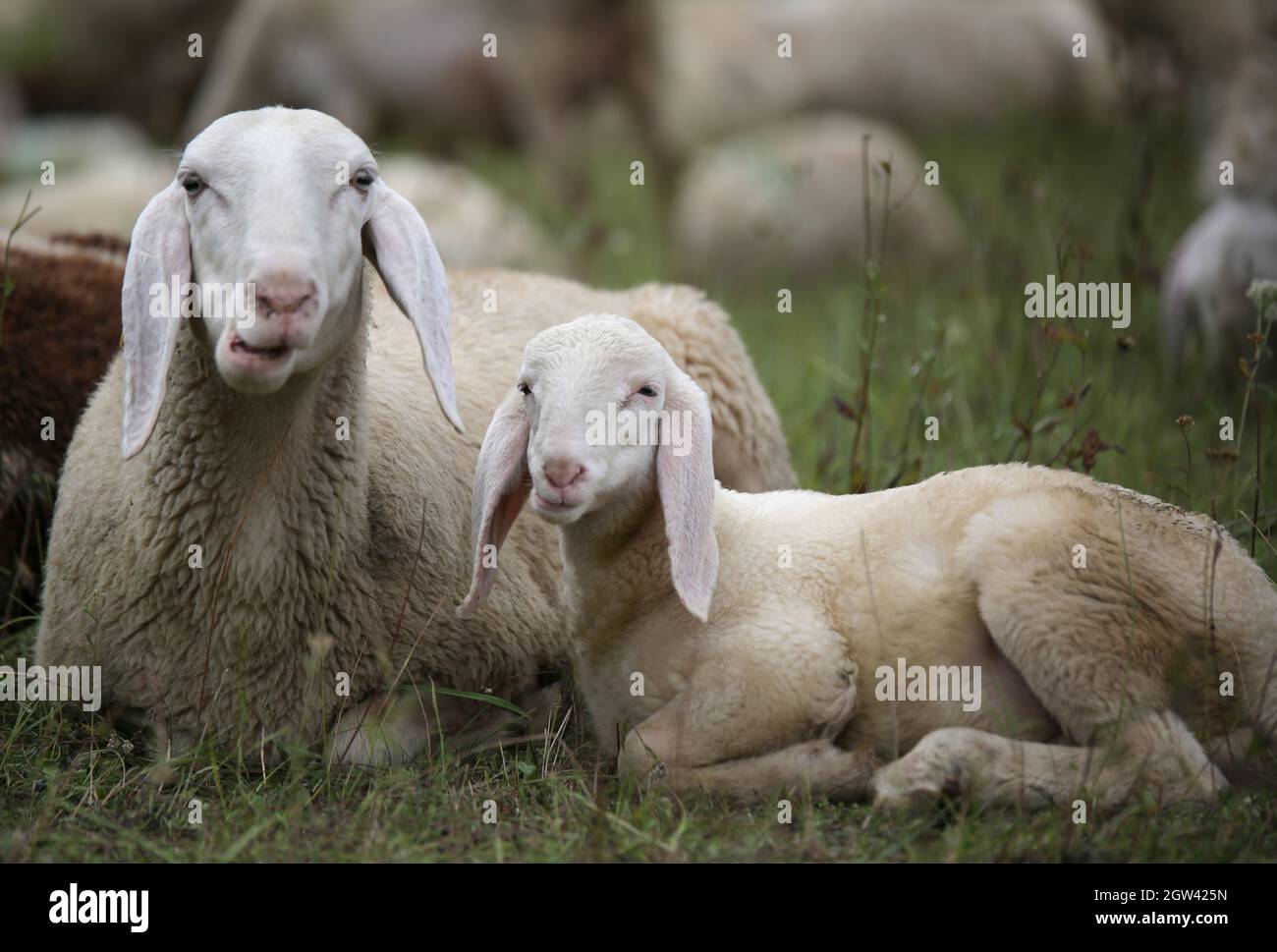 Lamb With His Mother In The Middle Of The Flock Of Sheep Stock Photo