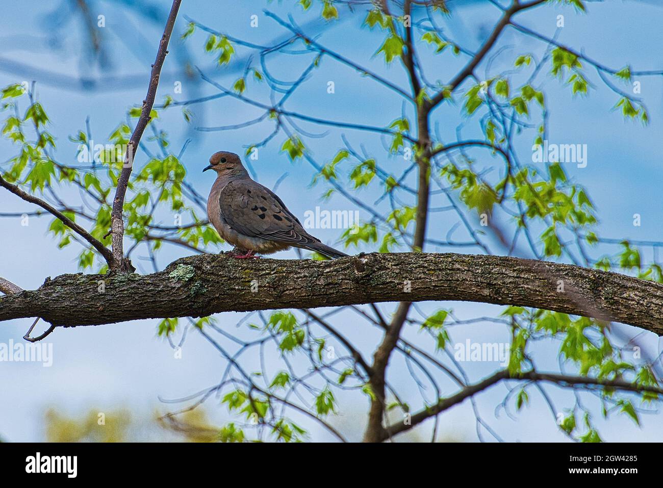 Dove In Tree Stock Photo Alamy