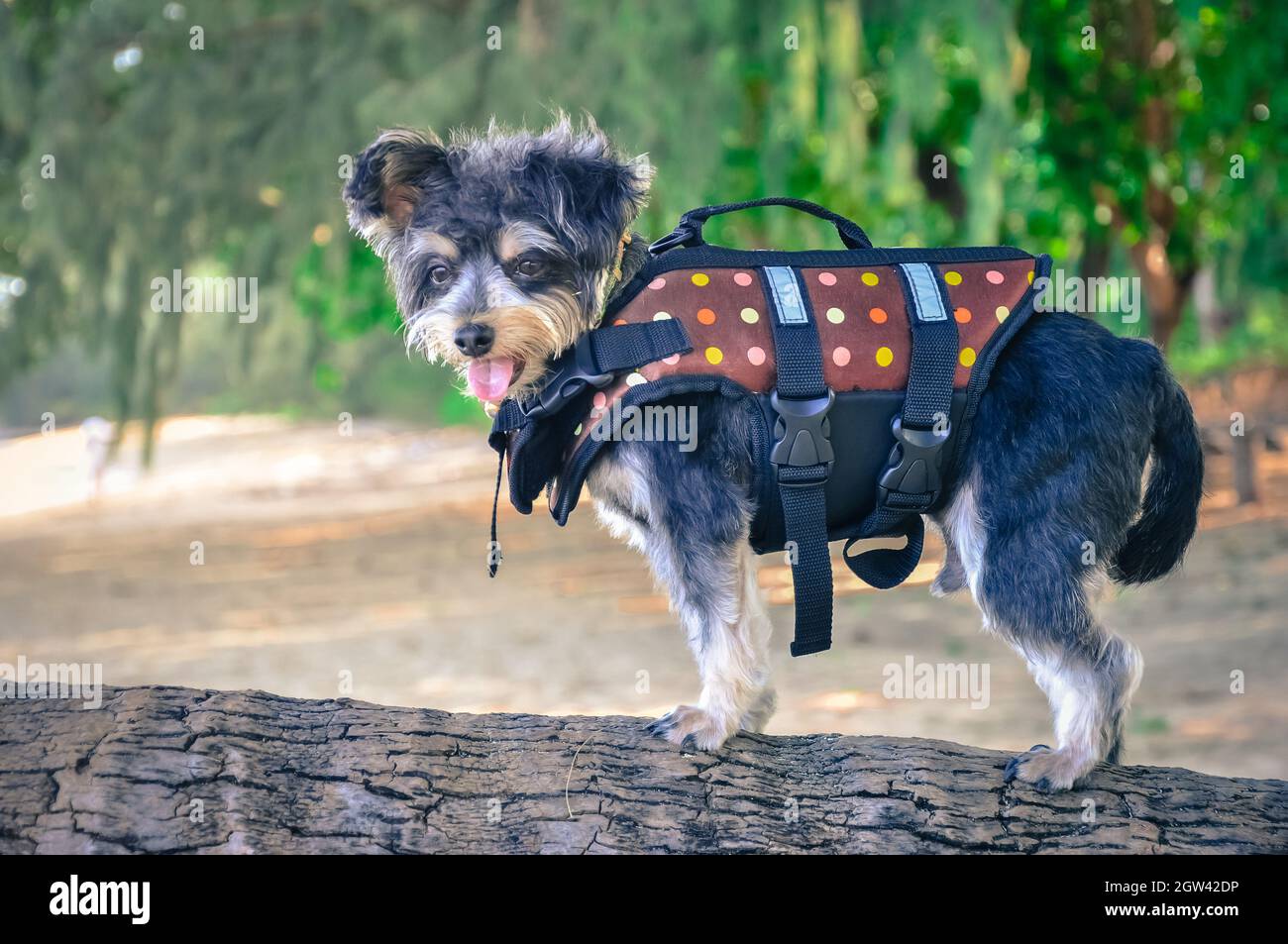 Dog wearing life jacket hires stock photography and images Alamy