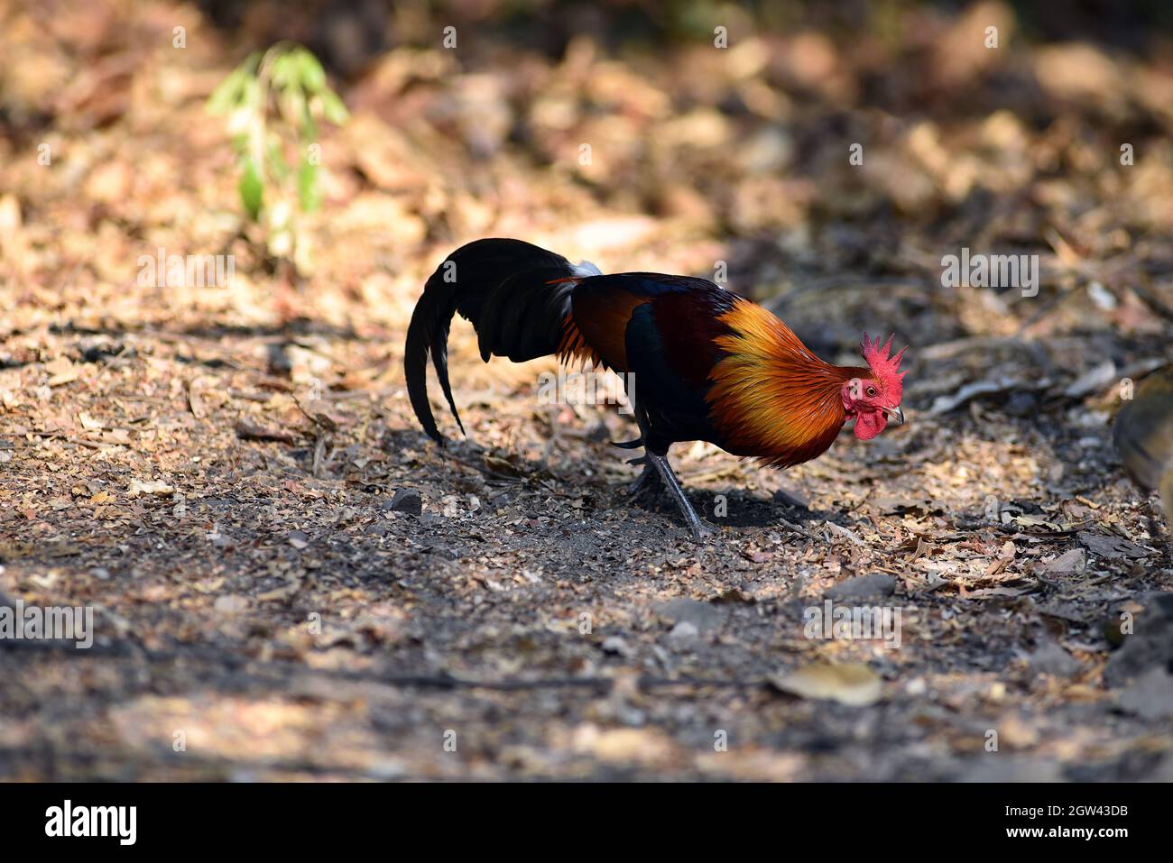 Red Jungle Fowl Feeding In Natural Forest Stock Photo Alamy