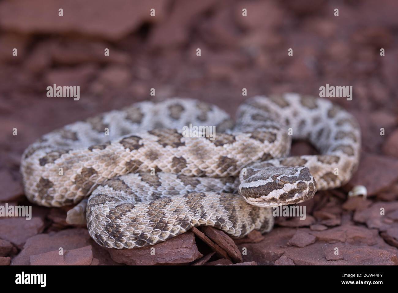 Grand Canyon Rattlesnake, Marble Canyon, Coconino county, Arizona, USA