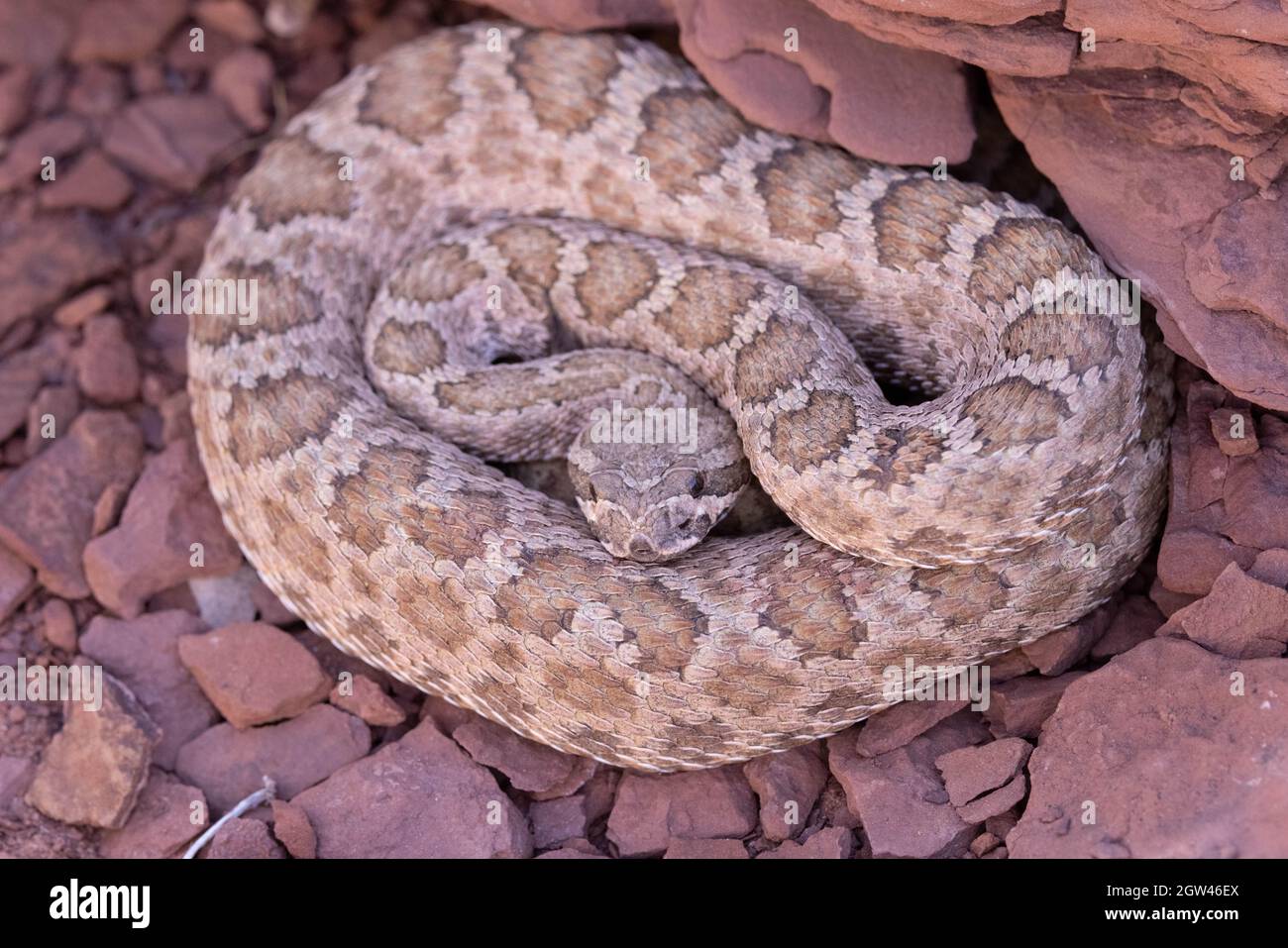 Grand Canyon Snake Arizona Tee Grand Canyon Snake Arizona Tee