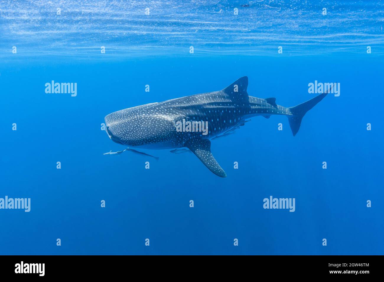 Tiger shark eating whale hi-res stock photography and images - Alamy