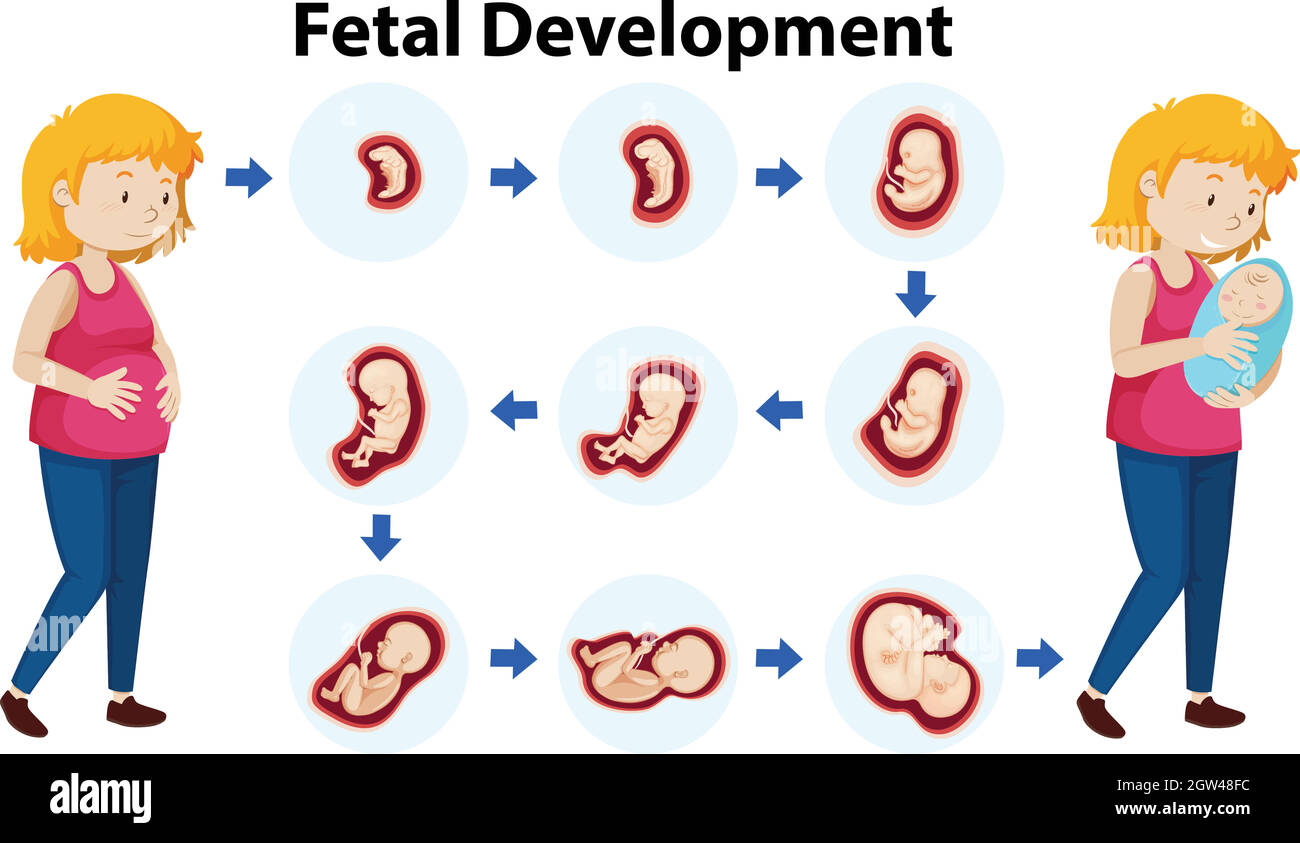 A Vector of Fetal Development Stock Vector