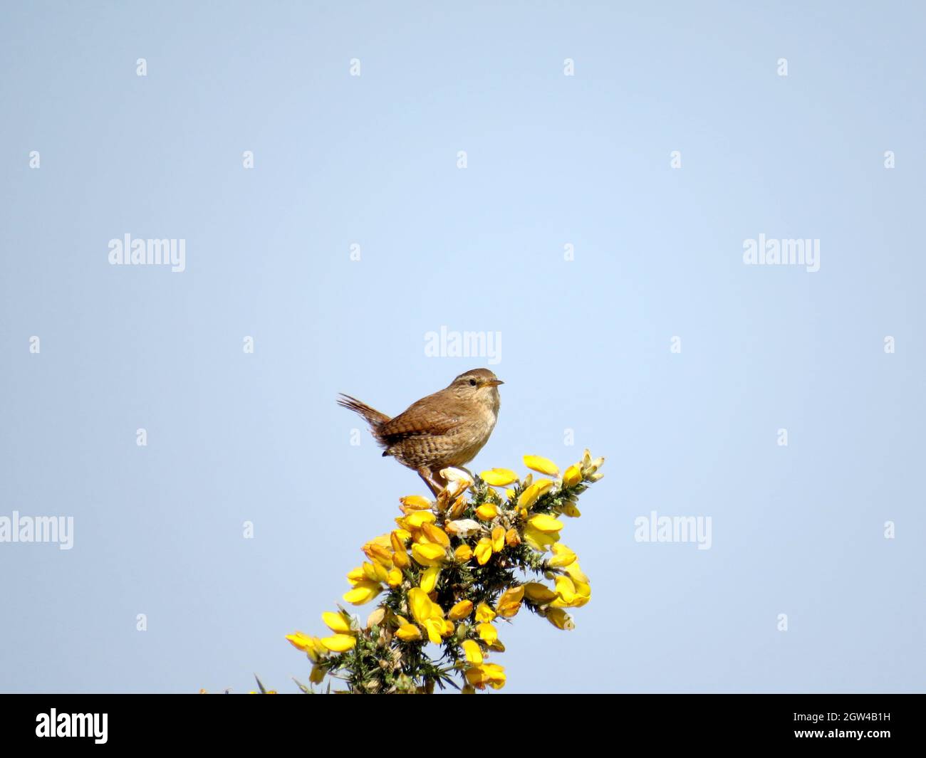 Low Angle View Of Bird Perching On Flower Against Sky - Wren Stock Photo