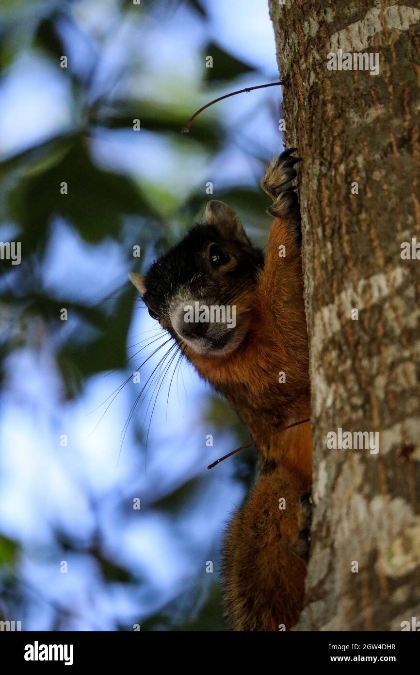 Alert Big Cypress Fox Squirrel Sciurus Niger Avicennia On A Tree Branch