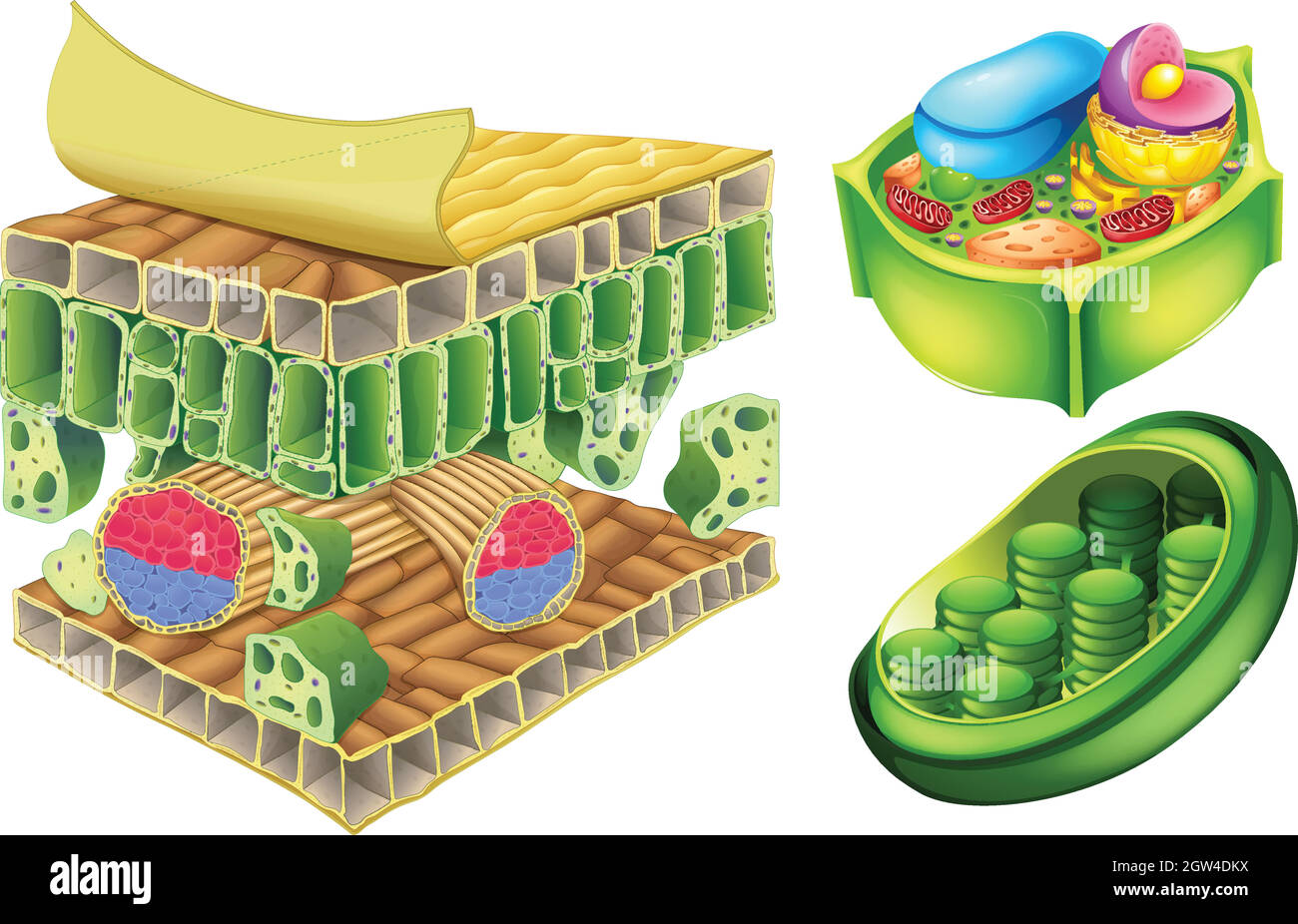 Plant cells Stock Vector