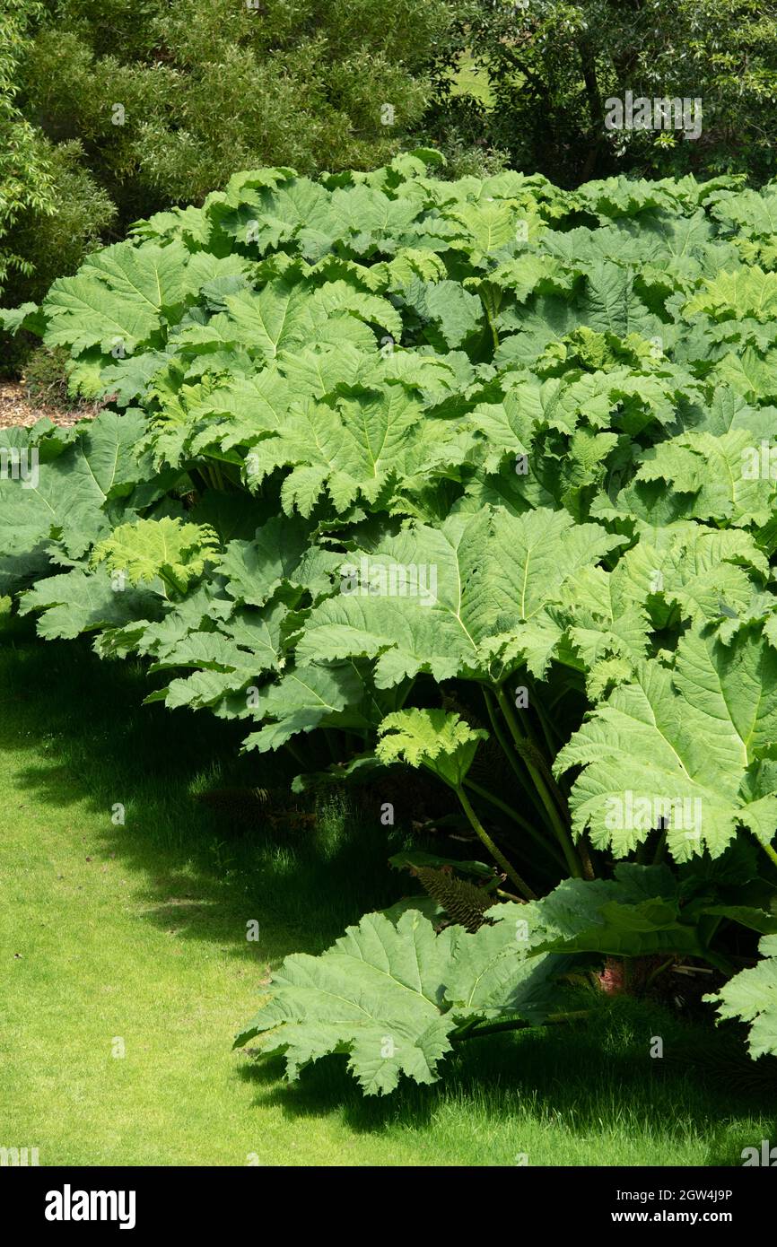 Gunnera Tinctoria, Giant rhubarb leaves Stock Photo