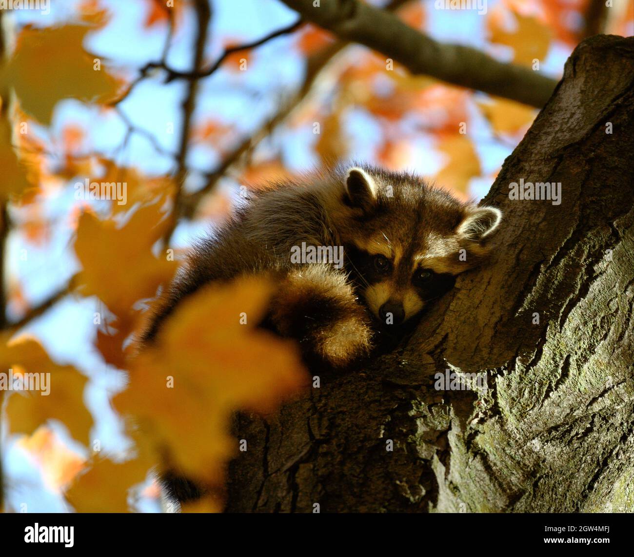 Raccoon fall hi-res stock photography and images - Alamy