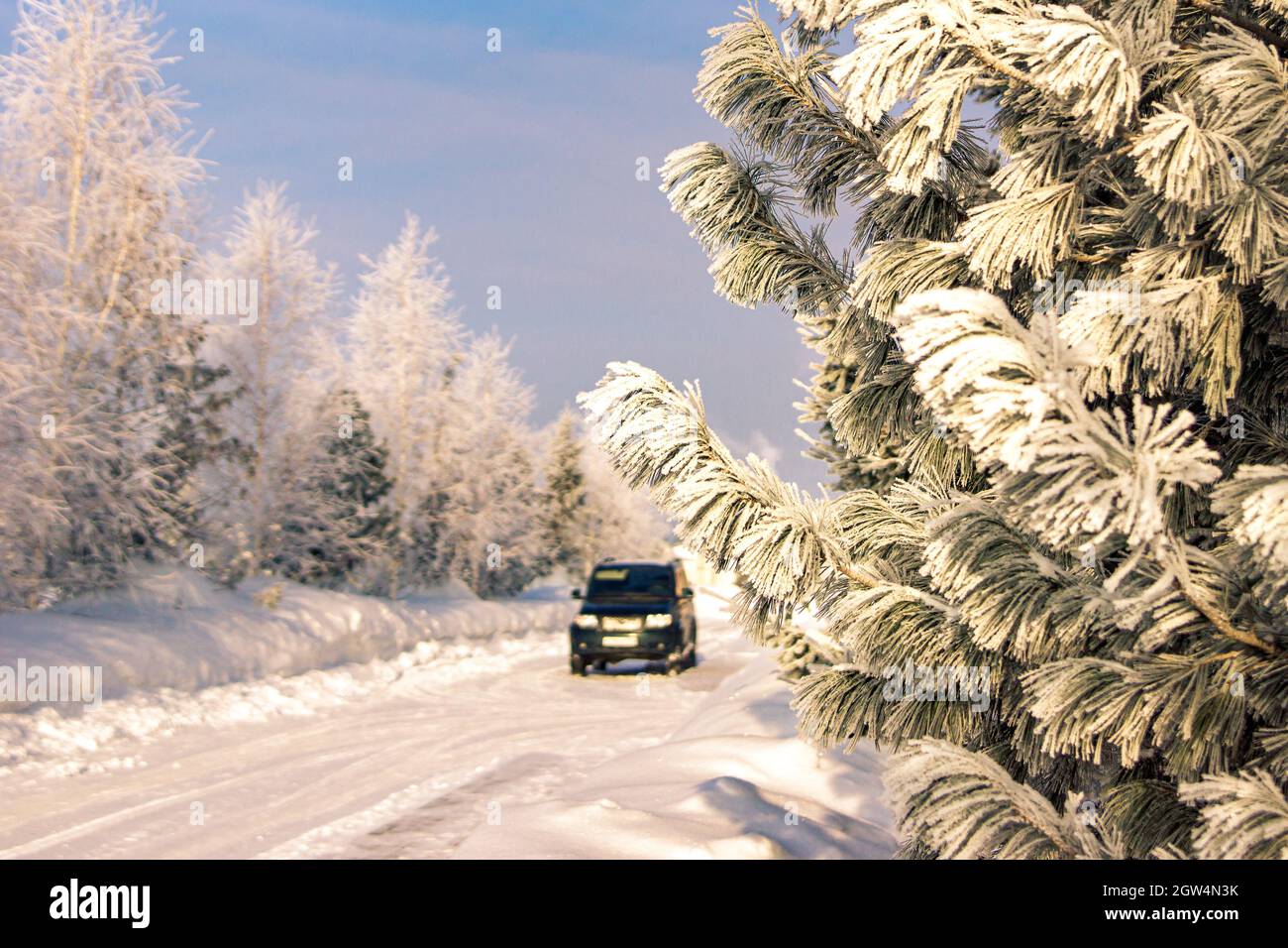 On a winter evening at the edge of the road, a pine branch is covered with frost after a hard frost. An off-road vehicle standing motionless is seen i Stock Photo