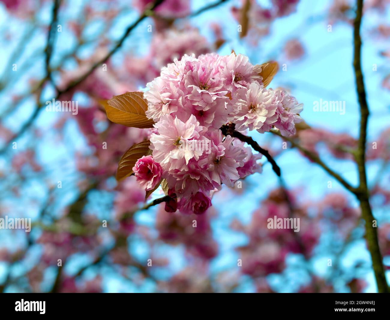 Close-up Of Pink Cherry Blossom Tree Stock Photo - Alamy
