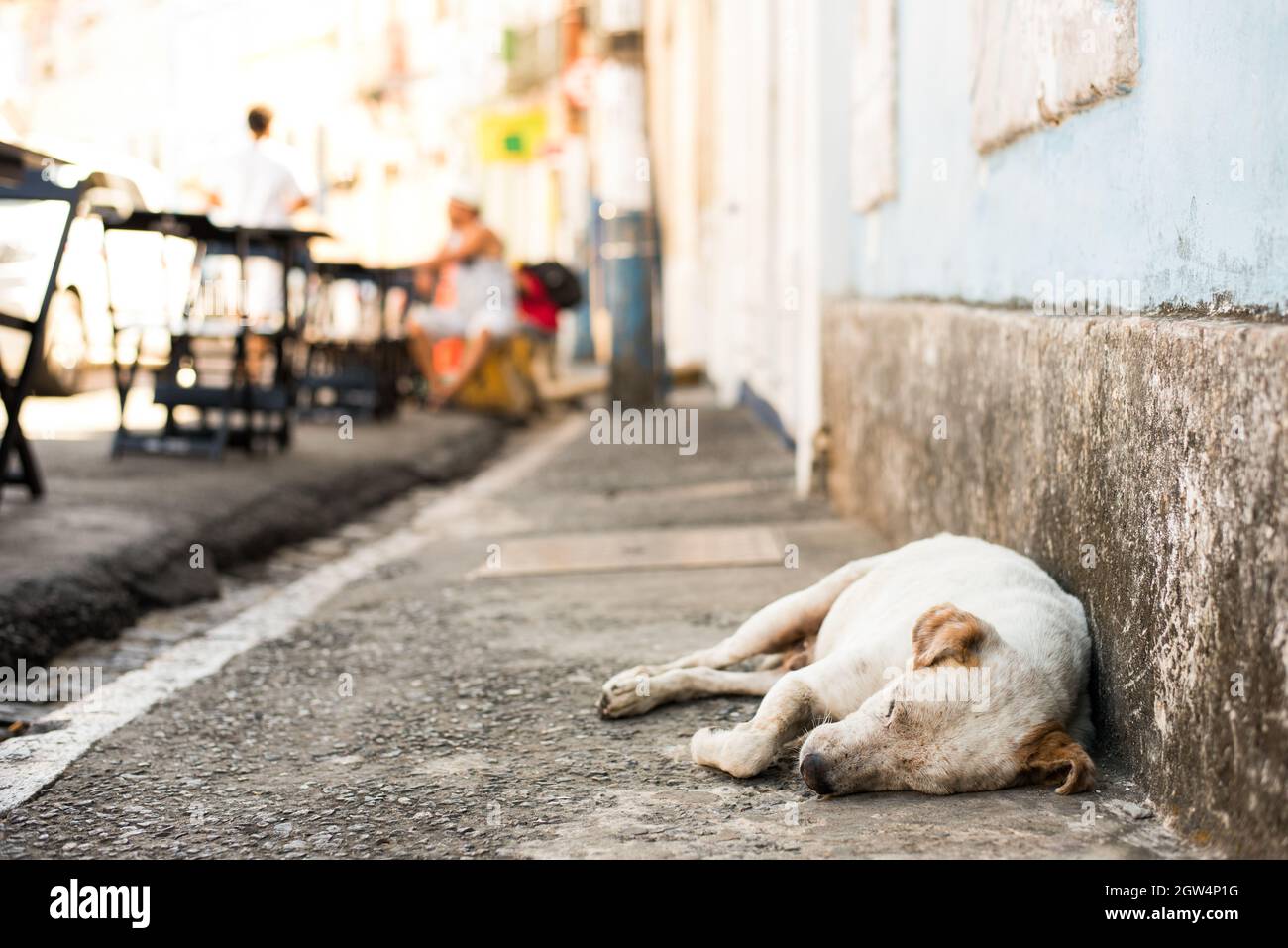 Dog Sleeping On Footpath Stock Photo Alamy