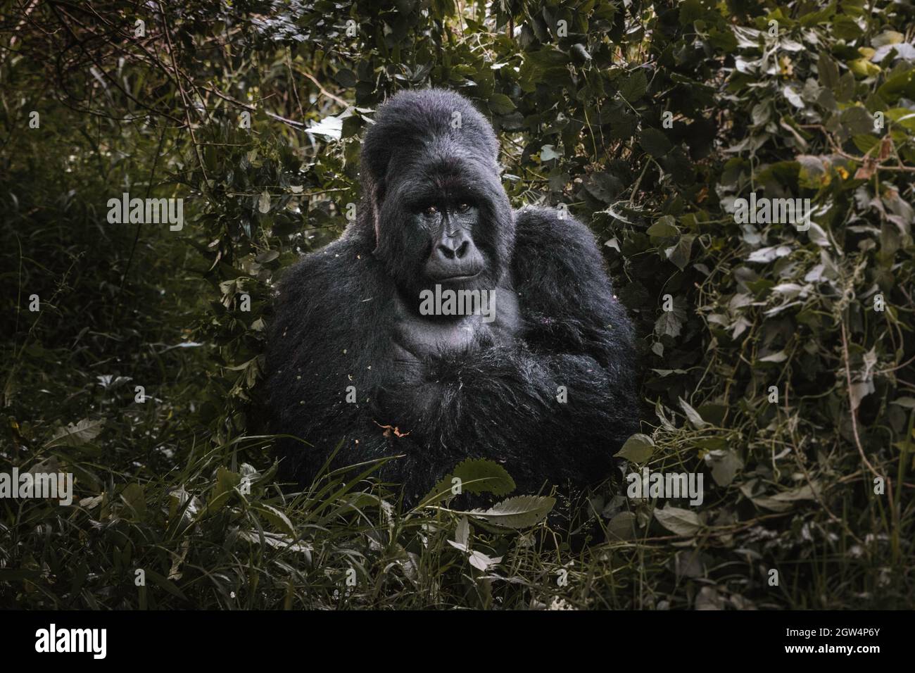 Alpha Gorilla In The Jungle Of Uganda. Stock Photo
