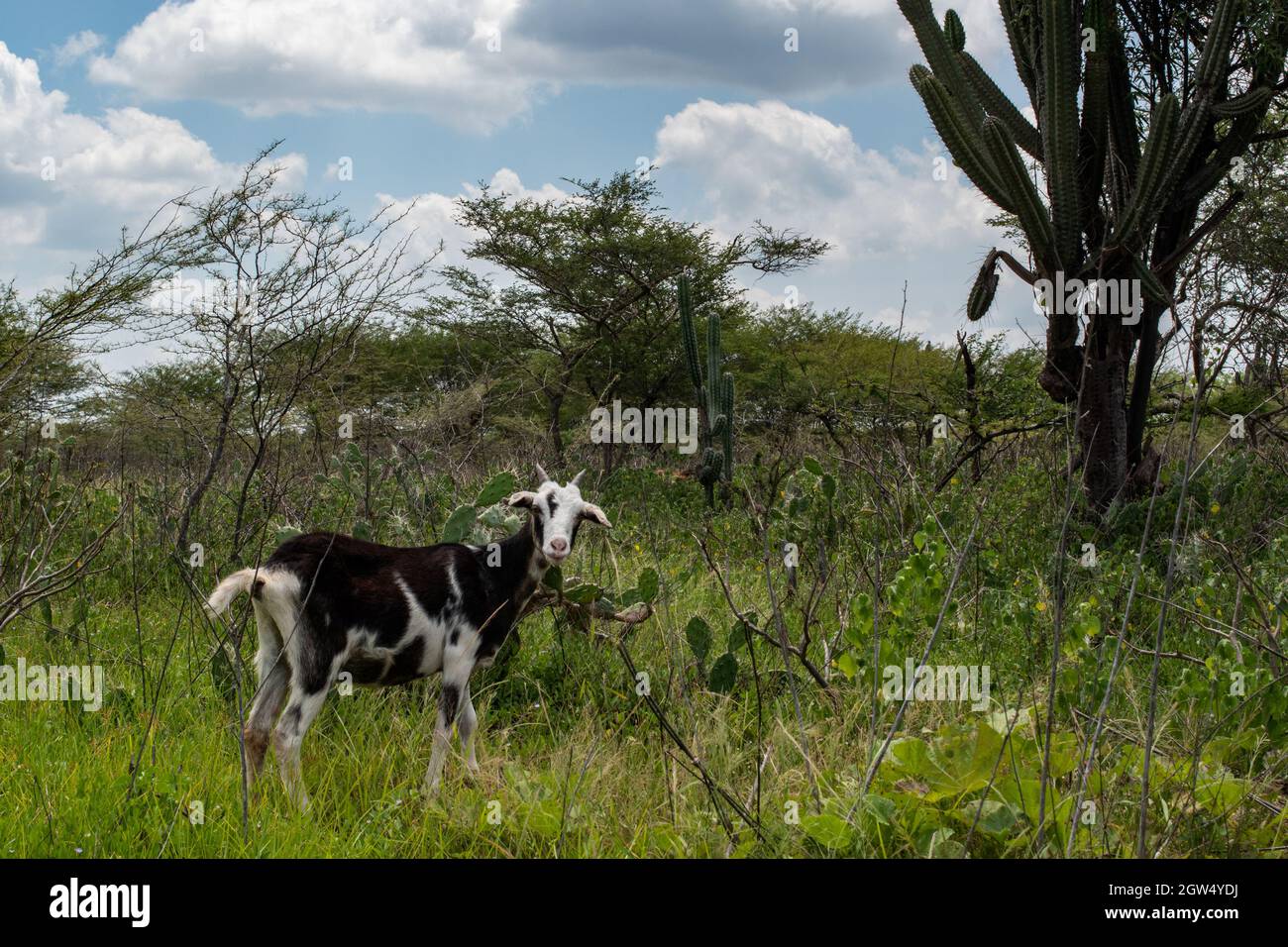 A goat eats grass next to a cactus tree during a Humanitarian Mission developed by 'De Corazon Guajira' in Mayapo at La Guajira - Colombia were they visited the Wayuu indigenous communities 'Pactalia, Poromana, Perrohuila' on September 26, 2021. The Guajira region in Colombia is the poorest region in Colombia, with its people commongly living without drinkable water, electricity and food. Stock Photo