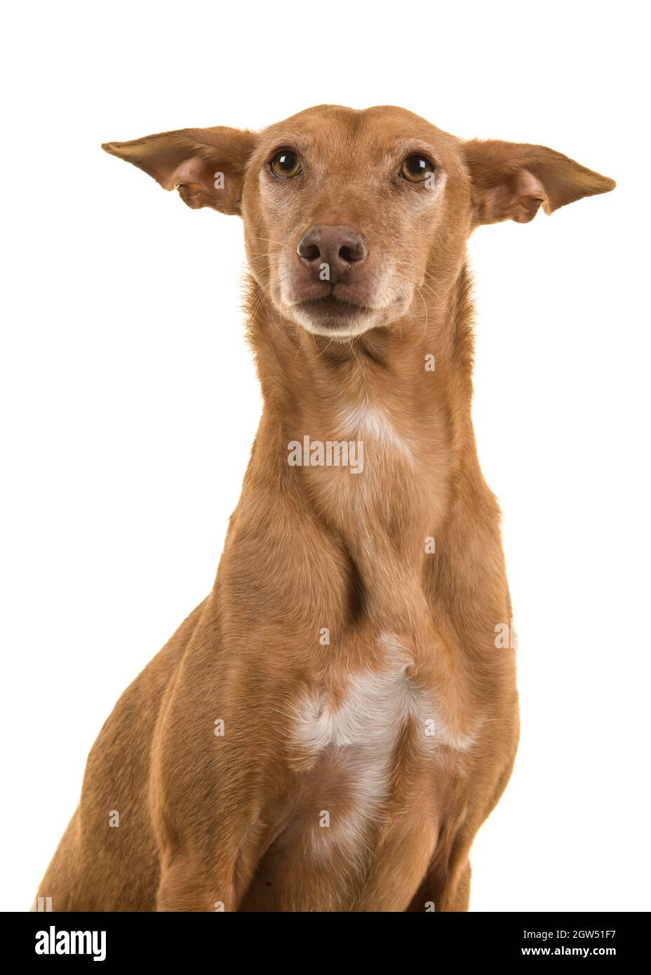Portrait Of A Cute Podenco Andaluz Isolated On A White Background Stock  Photo - Alamy