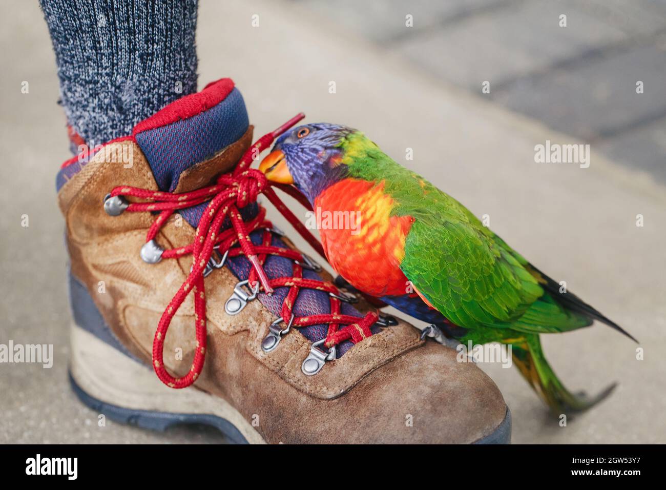 Domestic animal pet hires stock photography and images Alamy