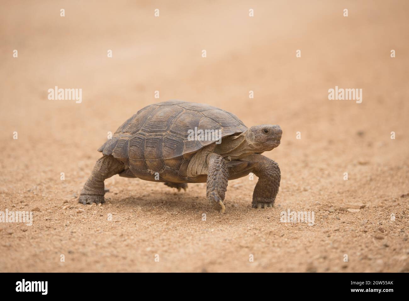 Desert Tortoise, Gopherus agassizii, crossing road, Sonoran desert, Arizona Stock Photo