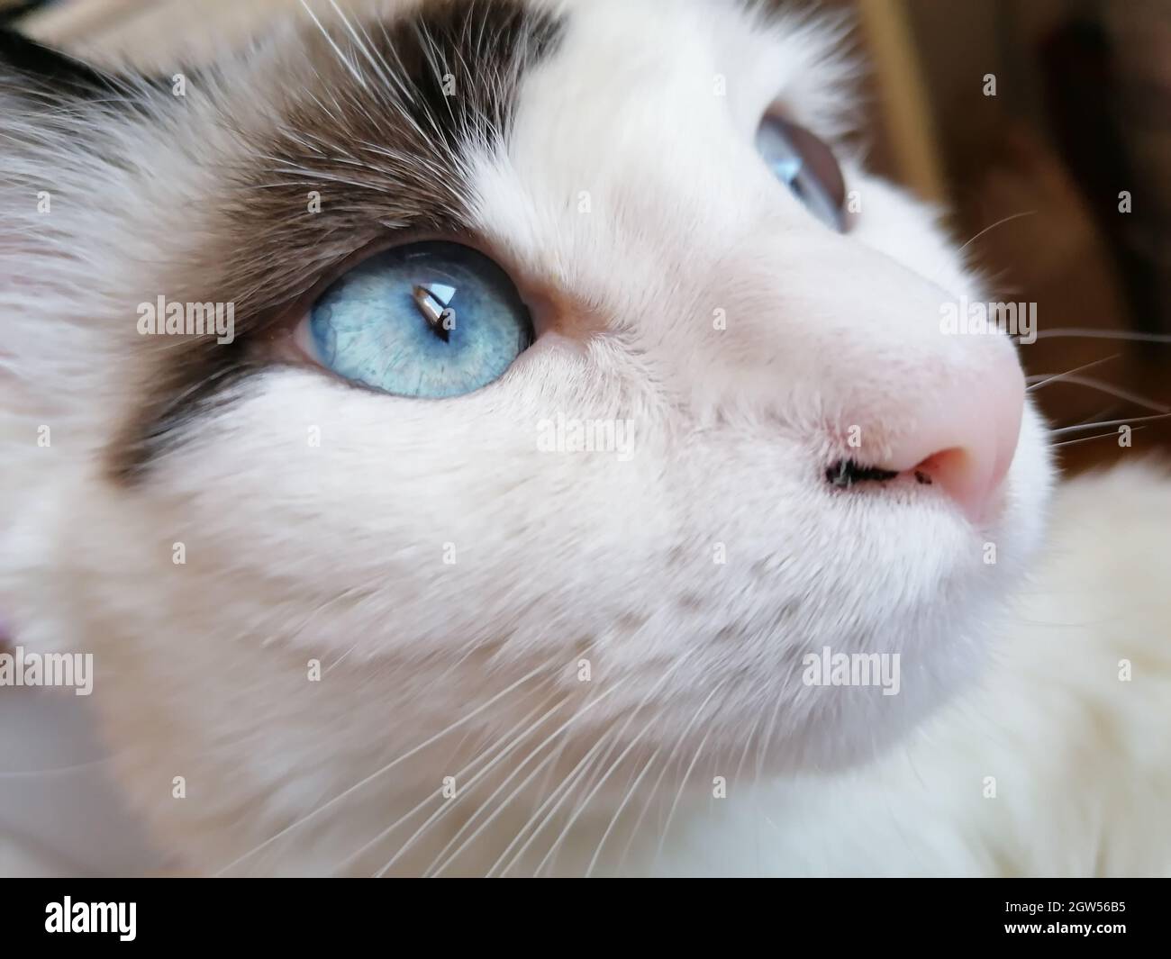 Close-up Of Cat Stock Photo