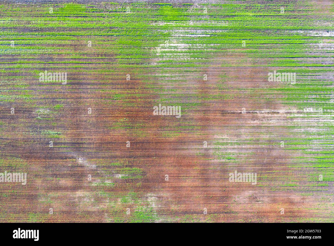 Damaged crops in the field. due to poor breed conditions, or poor soil or disease. Sick agricultural crops. Stock Photo