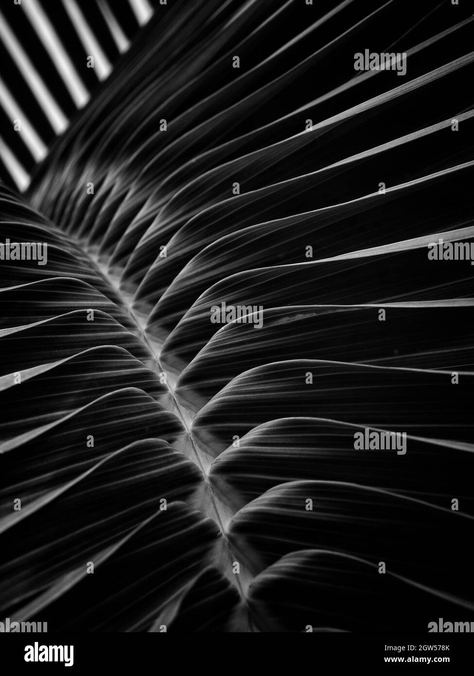 Palm Leaf - Bw Stock Photo - Alamy