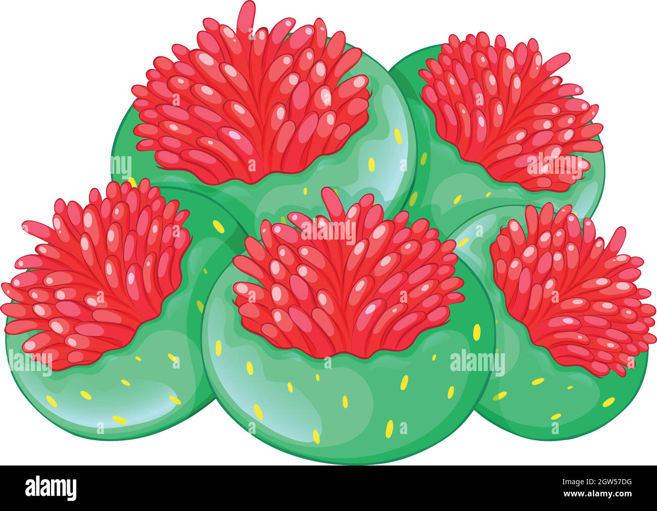 Coral flower on white background Stock Vector Image & Art - Alamy
